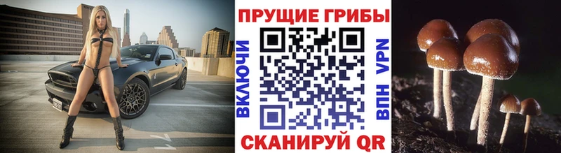 omg   Облучье  Галлюциногенные грибы GOLDEN TEACHER 